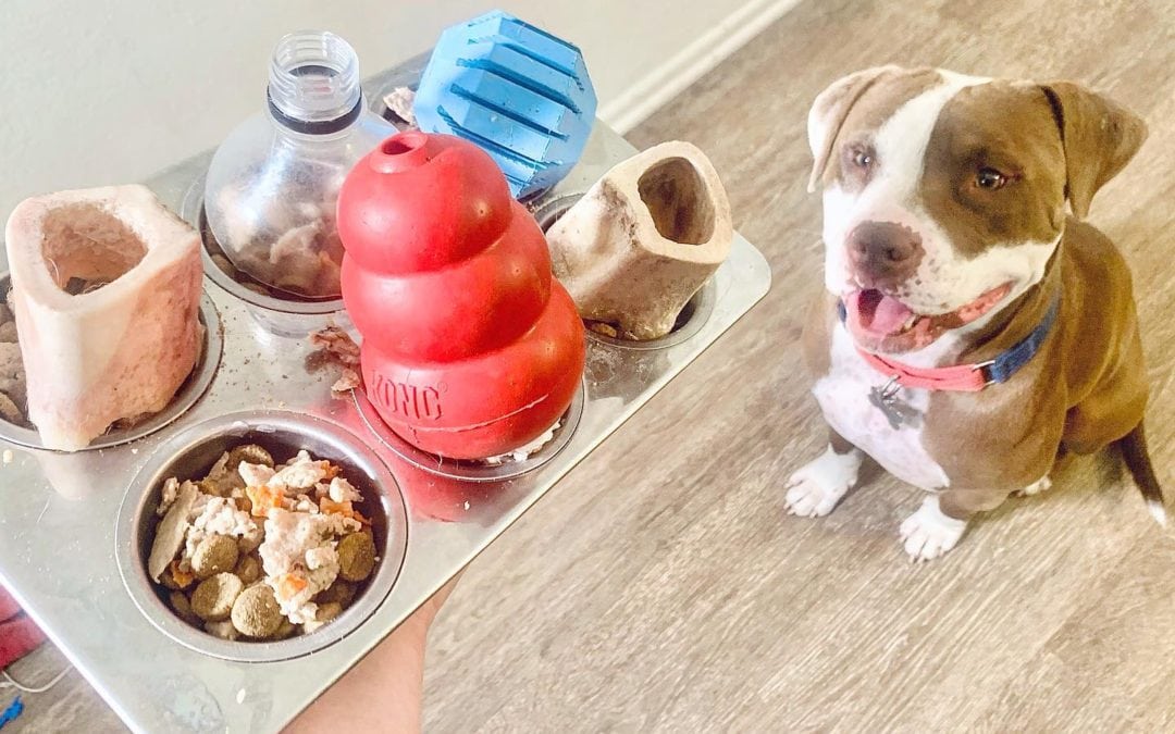 Essential Items for New Puppy Owners