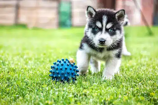 Essentials for Husky Puppies