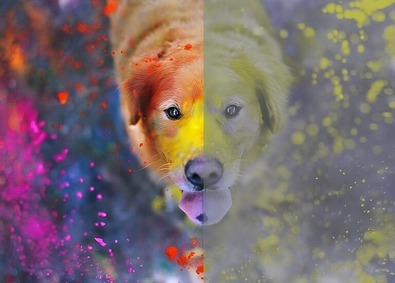 Exploring Your Dog's Color Vision