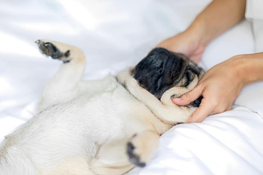 Guide to Massaging Your Dog