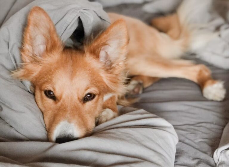 Helping Your Dog Adjust to Time Zone Changes