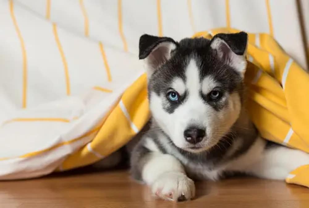 Husky Puppies