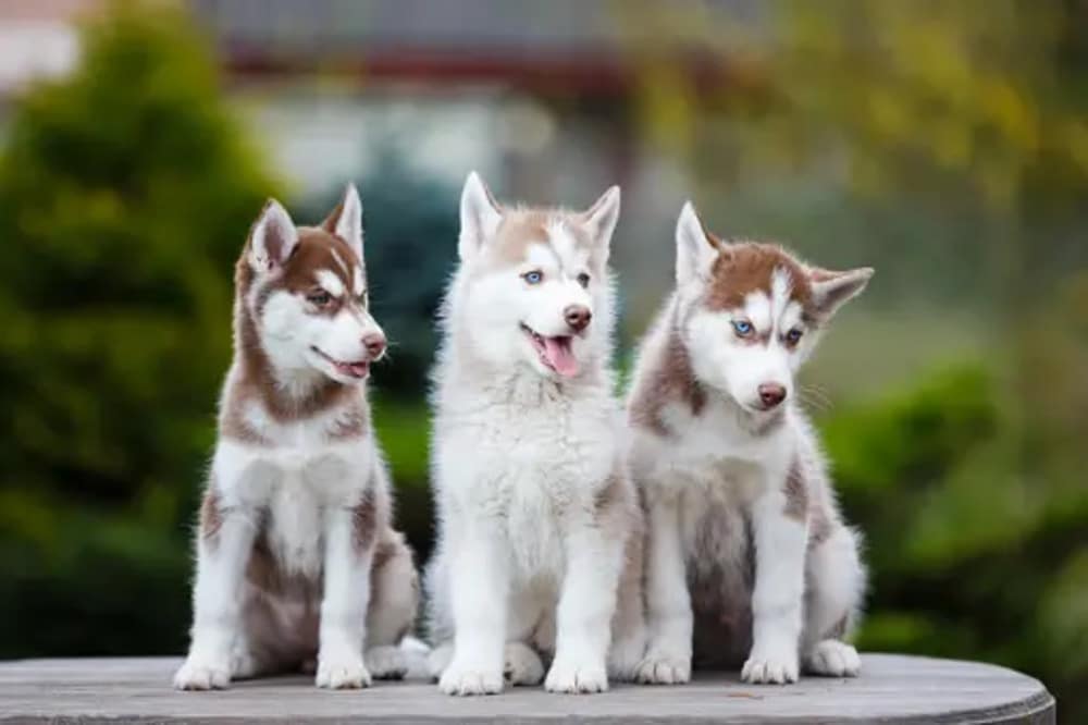 Husky Puppies
