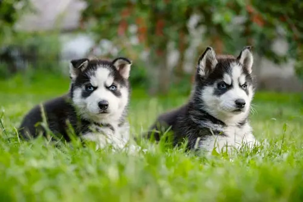 Husky Puppies 4