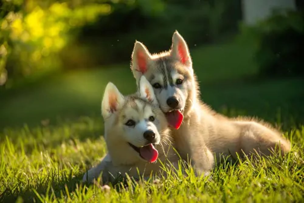 Husky Puppies