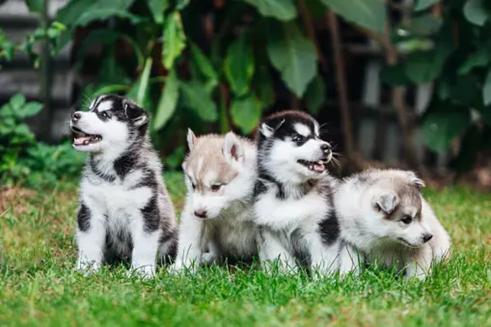 Husky Puppies 