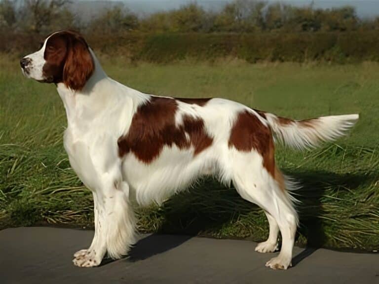 Irish Red and White Setter Dog
