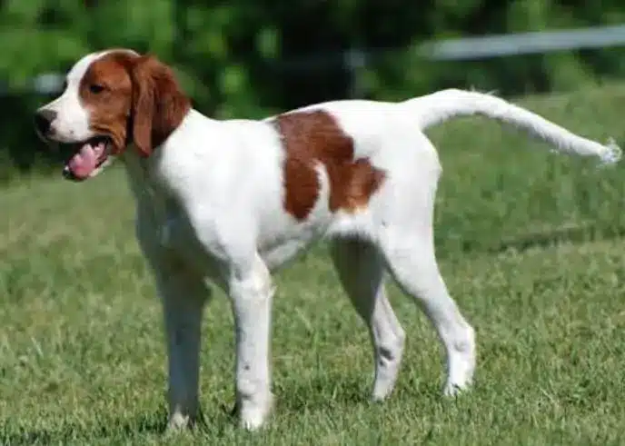 Irish Red and White Setter Dog Breed