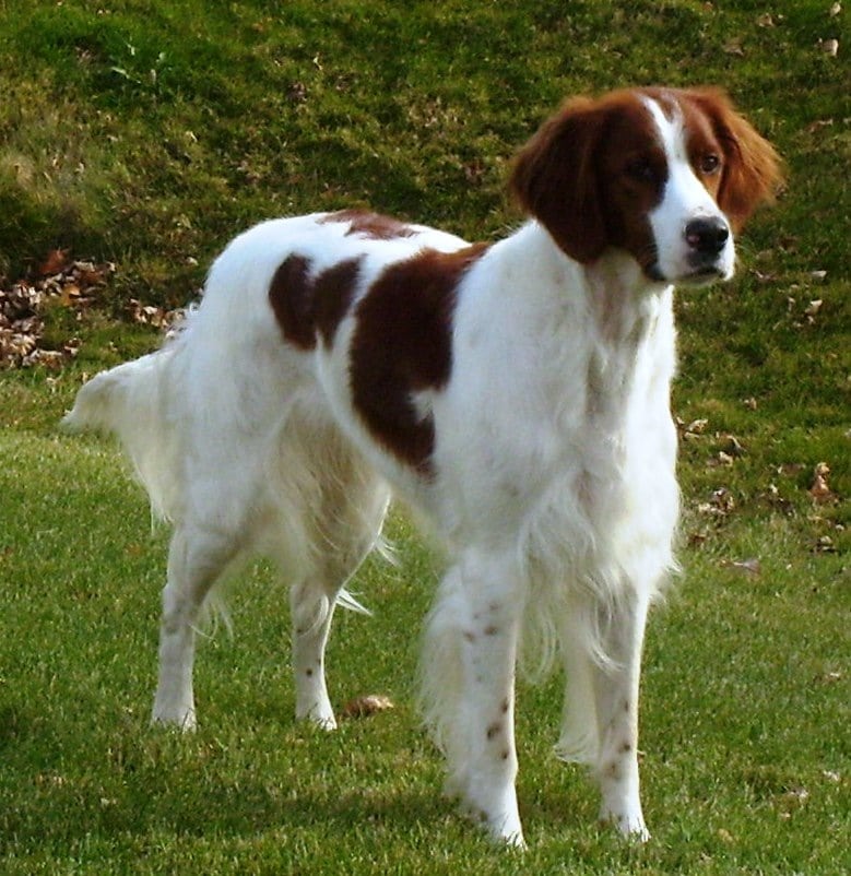 Irish Red and White Setter