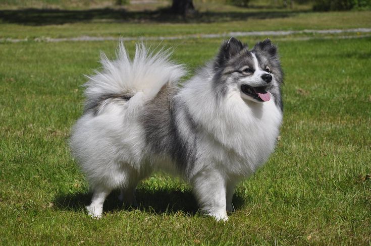 Keeshond