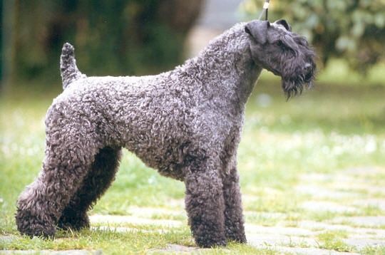 Kerry Blue Terrier Dog Breed
