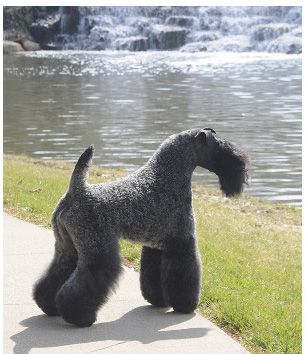 Kerry Blue Terrier dog breed guide
