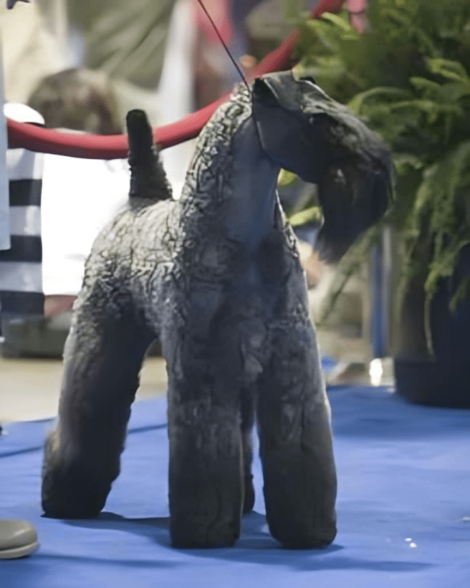 Kerry Blue Terrier dog