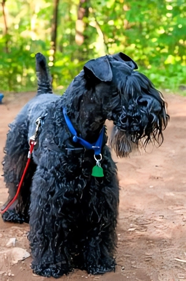 Kerry Blue Terrier dog