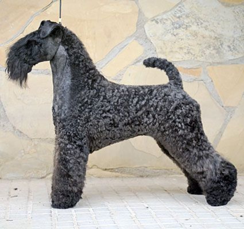 Kerry Blue Terrier