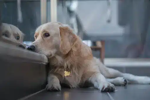 Knowing When It's Time to Say Goodbye to Your Dog