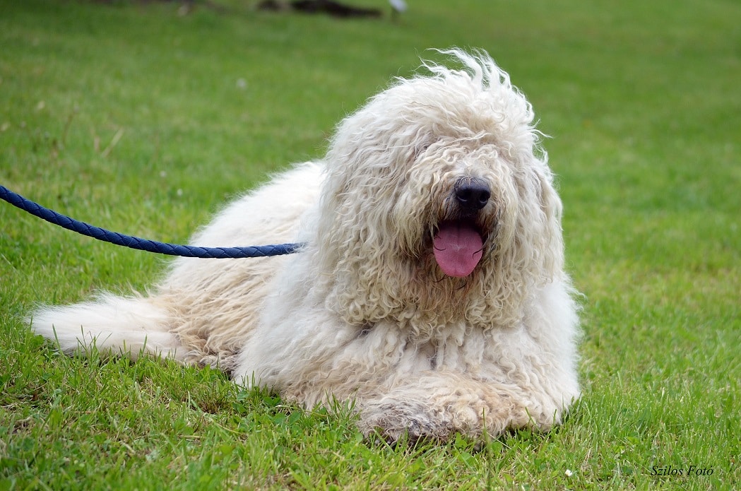 Komondor dog breed