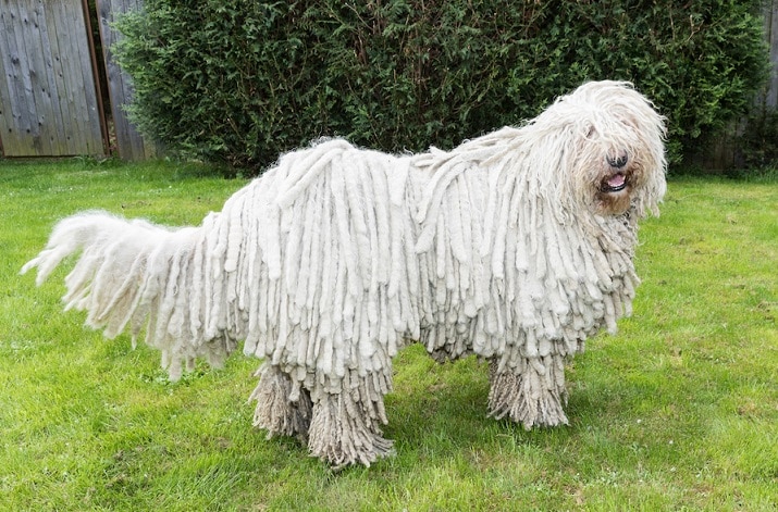 Komondor dog