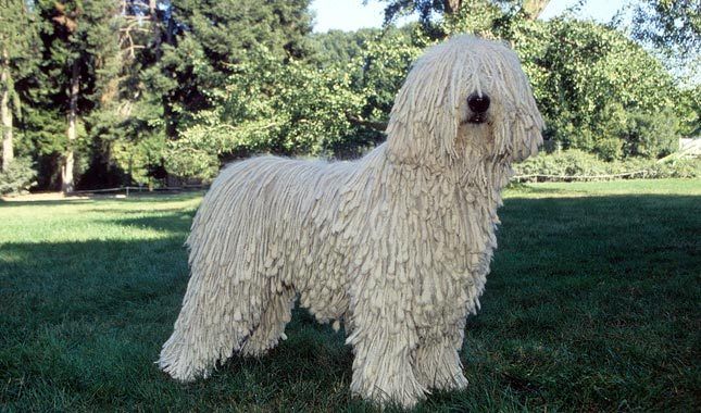 Komondor