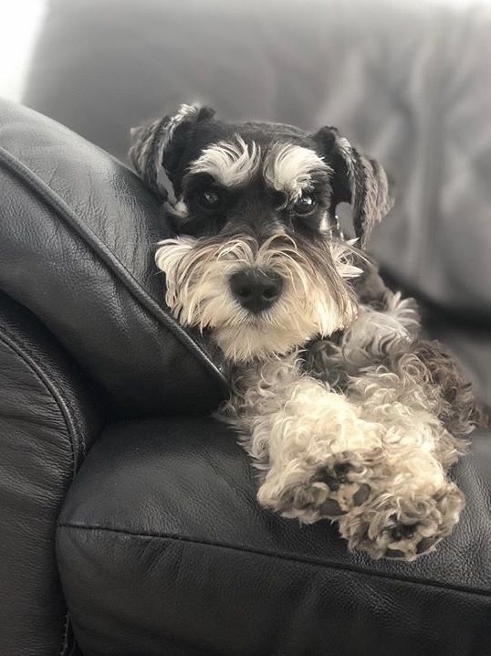 Miniature Schnauzer