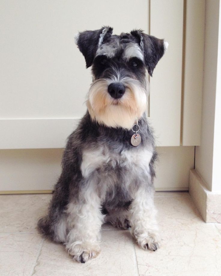 Miniature Schnauzer