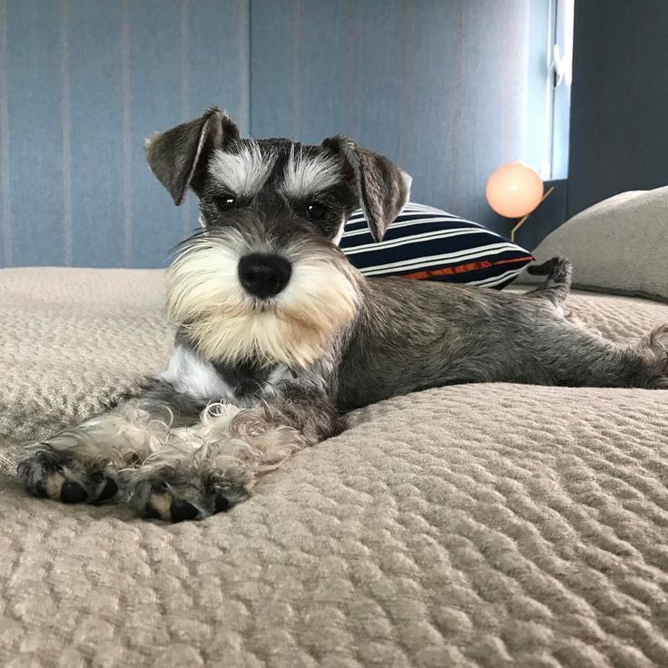 Miniature Schnauzer
