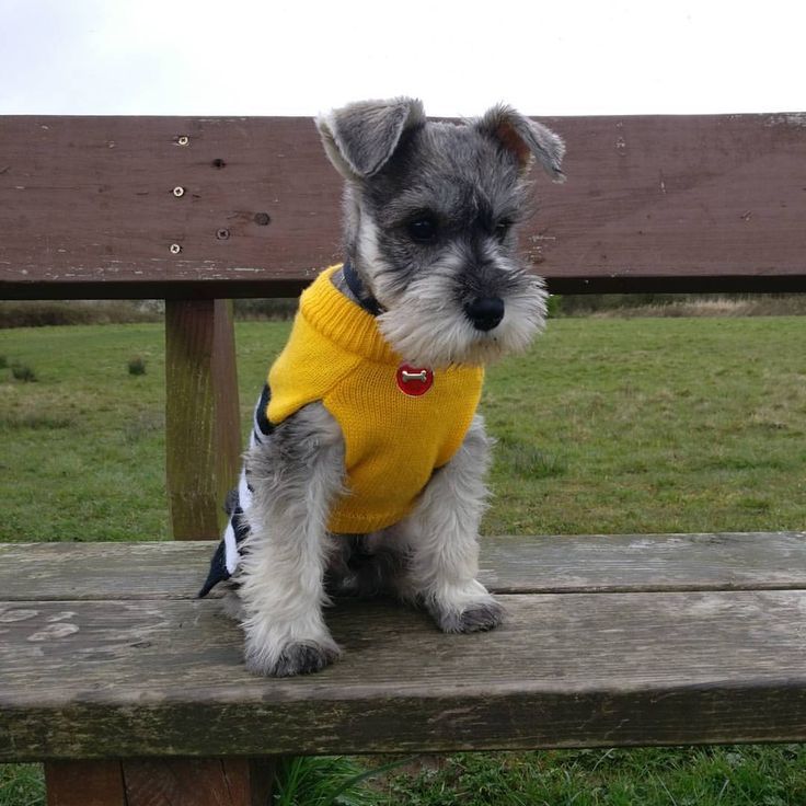 Miniature Schnauzer