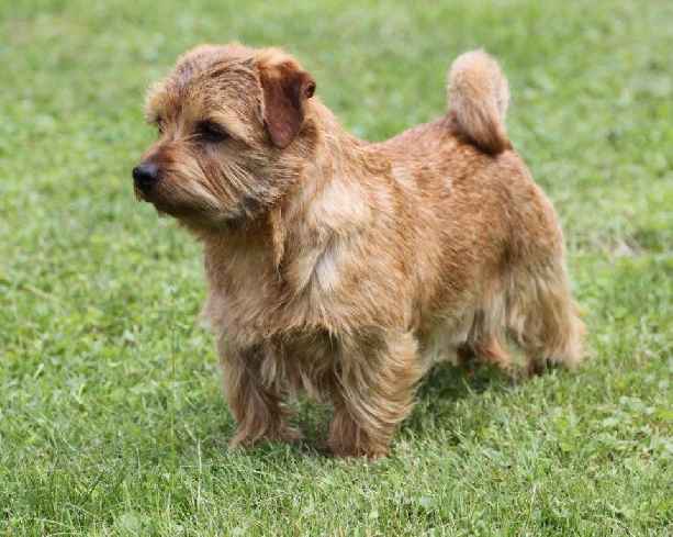 Norfolk Terriers