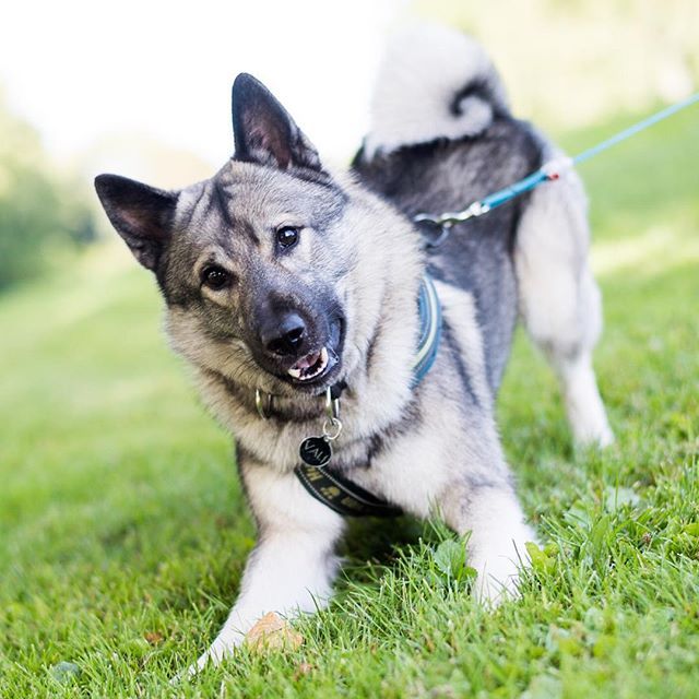 Norwegian Elkhound