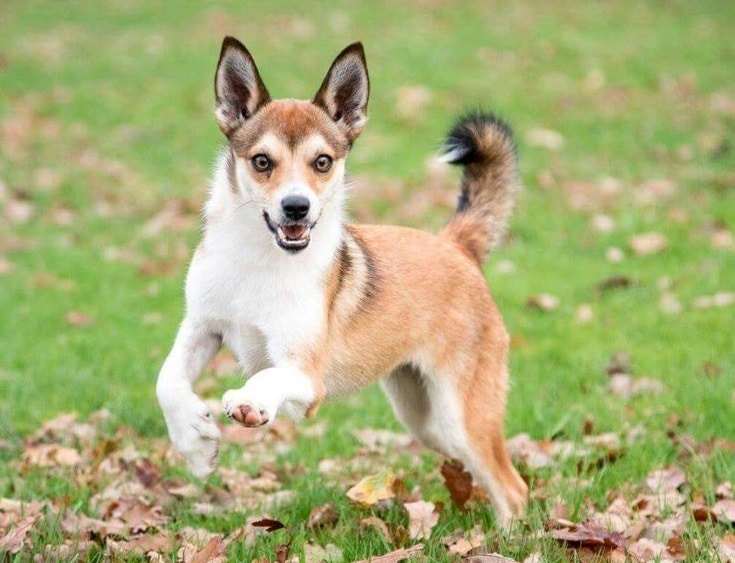 Norwegian Lundehund Dog