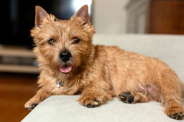 Norwich Terriers