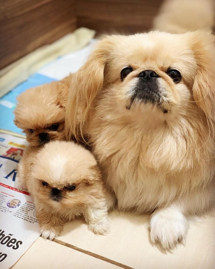 Pekingese and puppy