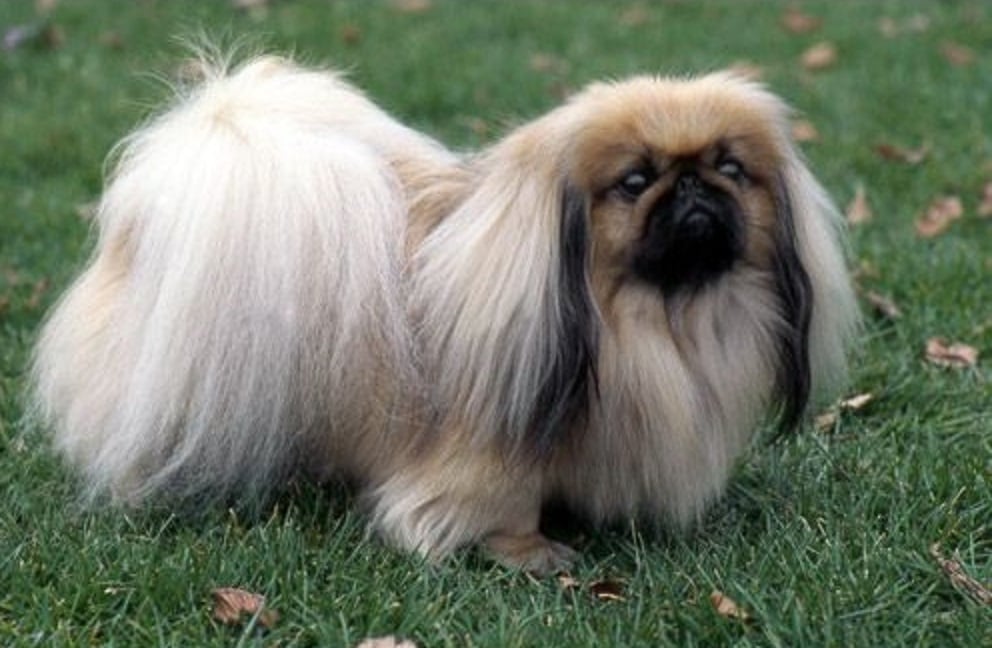 Pekingese dog