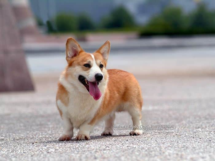 Pembroke Welsh Corgi