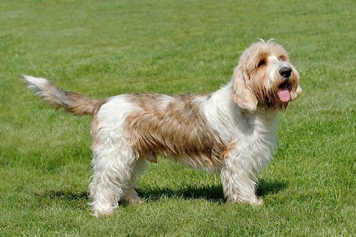 Petit Basset Griffon Vendeen PBGV Dog