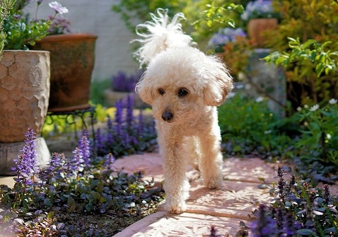 Plants and Animals That Can Harm Your Dog