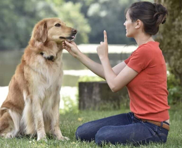 Positive Training for Dog Behavioral Issues