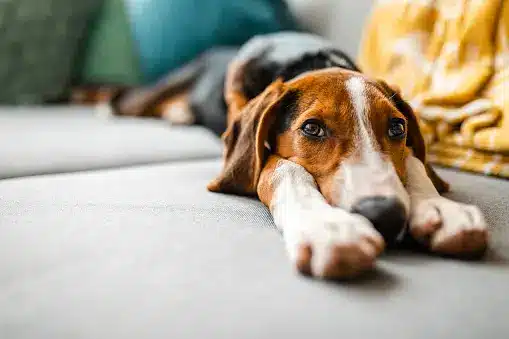 Pros and Cons of Melatonin for Dogs