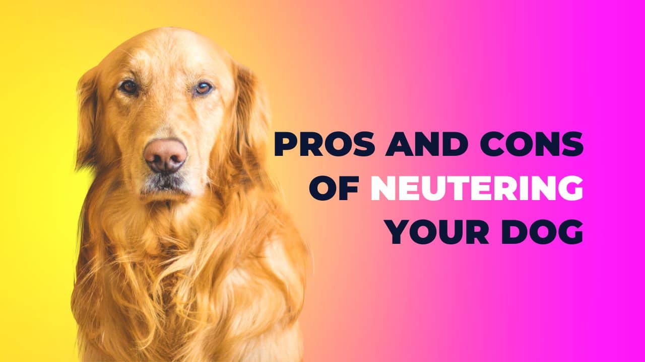 Pros and Cons of Neutering Your Dog
