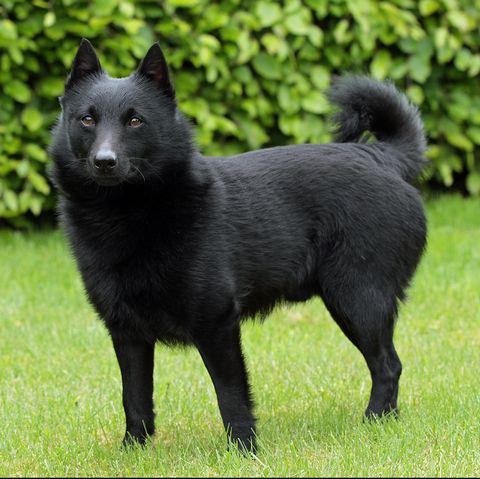 Schipperke dog breed