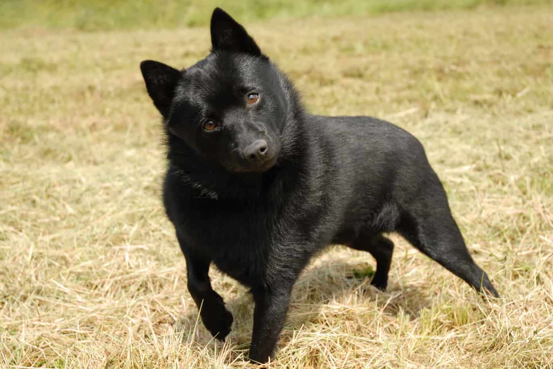 Schipperke dog