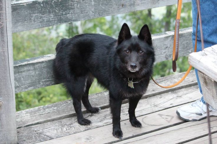 Schipperke