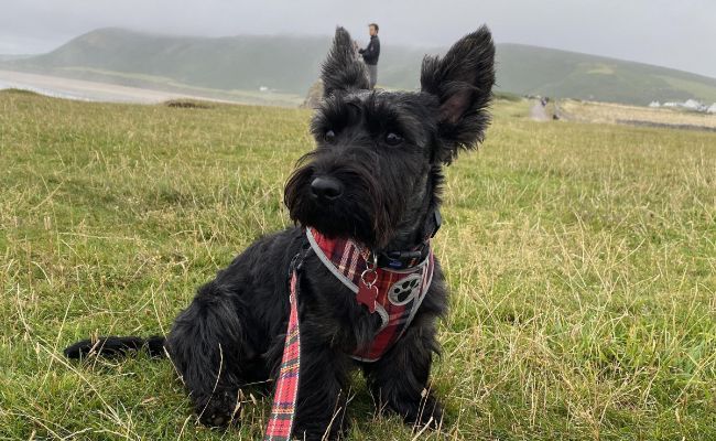 Scottish Terrier