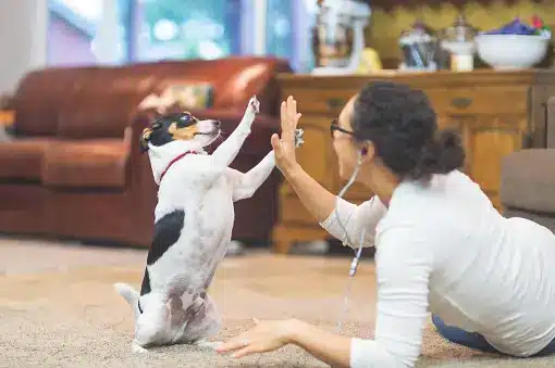 Smart Dog Tricks