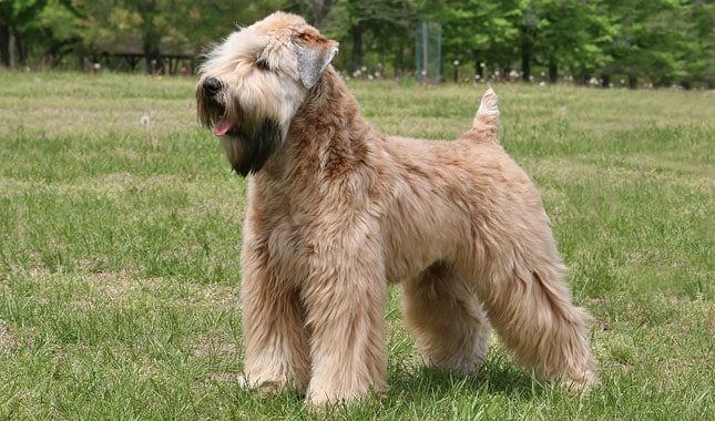 Soft-coated Wheaten Terrier