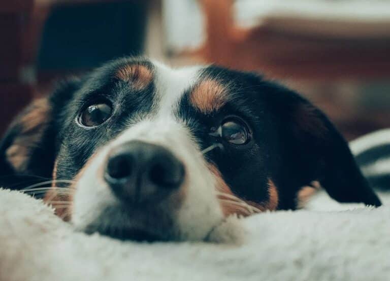 Support Dogs with Noise Phobia