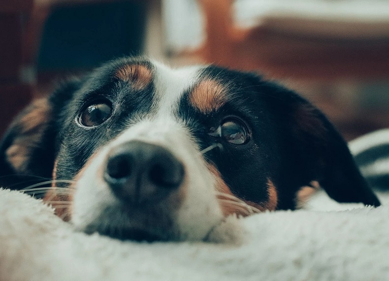 Support Dogs with Noise Phobia