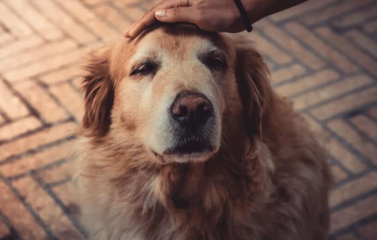 Tips for Living with a Blind Dog