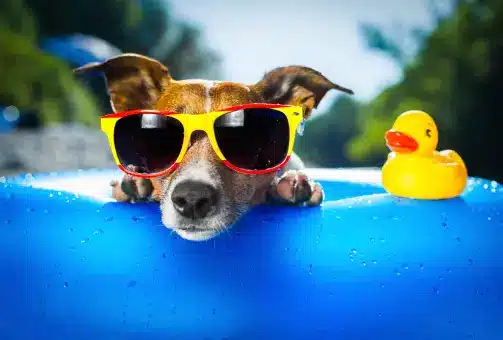 Tips to Keep Your Dog Cool in Summer