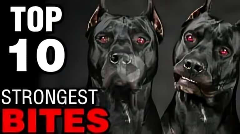 Top 10 Dogs with Strongest Bites